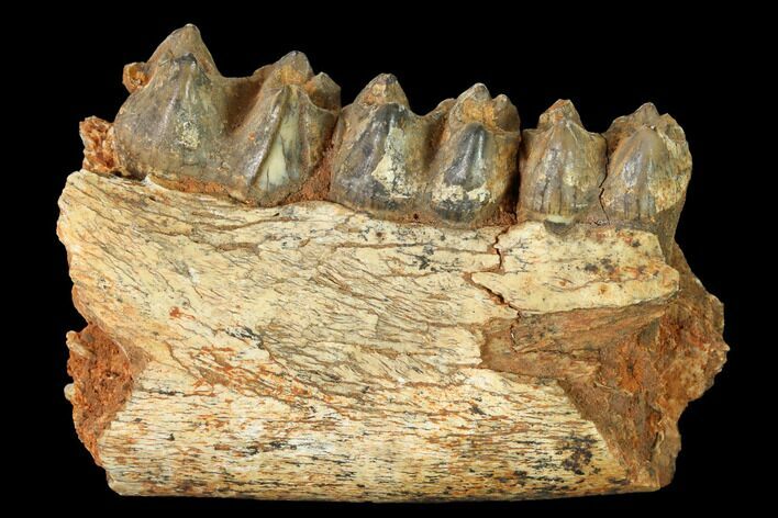 Eocene Herbivorous Mammal (Anoplotherium) Jaw Section - France #155952